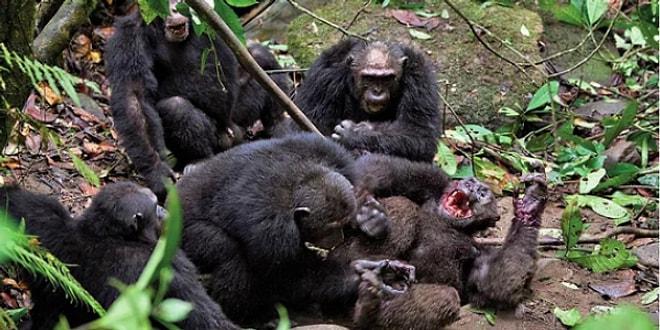 Öfkeli Şempanzeler, Grubun Eski Alfa Erkeğini Döverek Öldürüp Yemeye Kalktı!