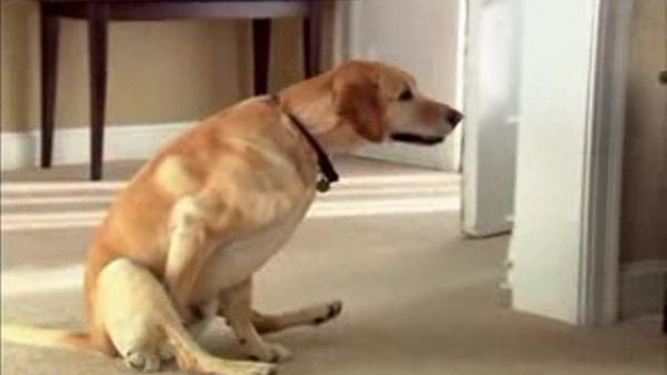 9. Зачем-то катаются на своей "пятой точке".