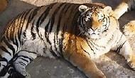 Располневшие амурские тигры покорили соцсети