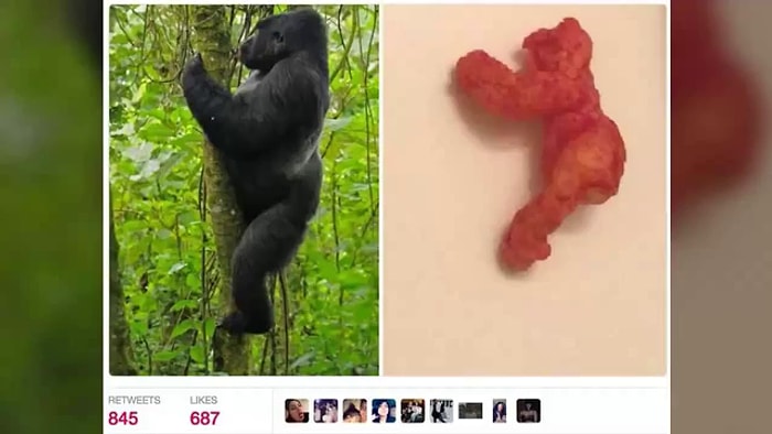 Dünyanın En Pahalı Cipsi: Harambe'ye Benzediği İçin 100.000 Dolara Satılan Cips