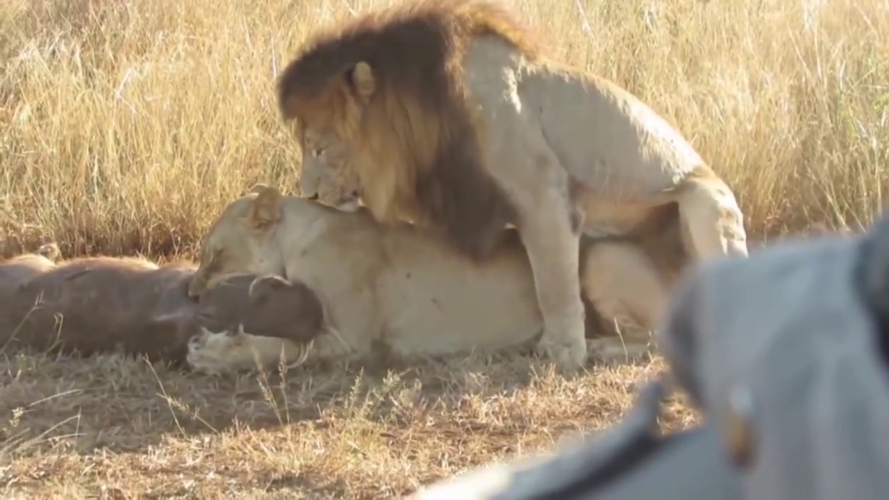 Tiger Fucks Woman