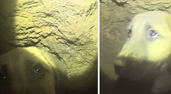 Çalışmalar Hâlâ Sürüyor: 70 Metrelik Kuyuya Düşen Köpek 10 Gündür Mahsur