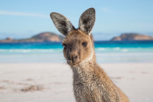 8. Кенгуру на пляже Лакки-бэй, Восточная Австралия