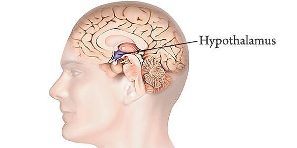 Orada hipotalamus adında, badem büyüklüğünde bir bölüm mevcut. Bu minik badem oldukça önemli.