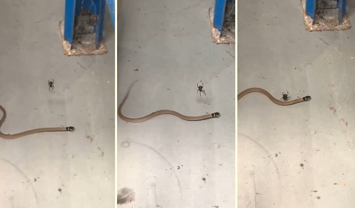 İzinsiz Misafiri Etkisiz Hale Getiren Redback Örümceği