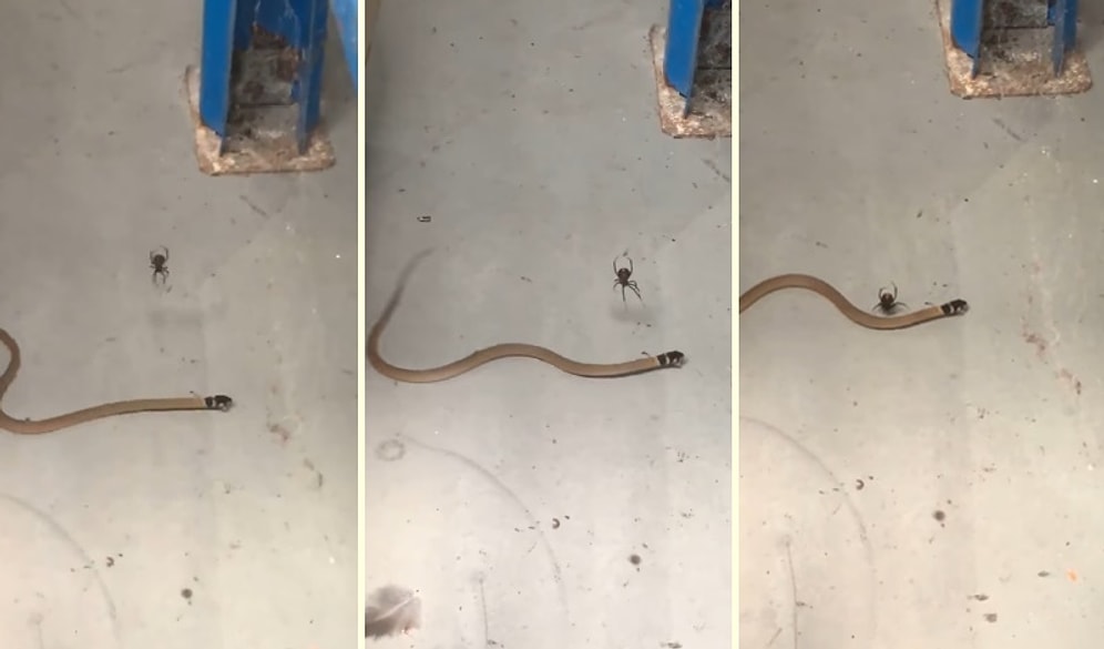 İzinsiz Misafiri Etkisiz Hale Getiren Redback Örümceği