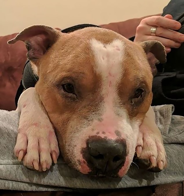 "O tam bir sevgi kelebeği," diyor bu terk edilmiş pitbull için.