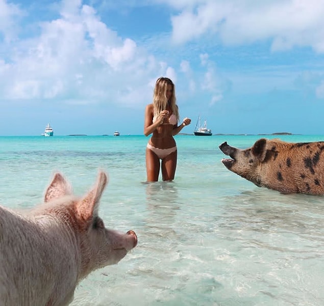 10. 😍🐷