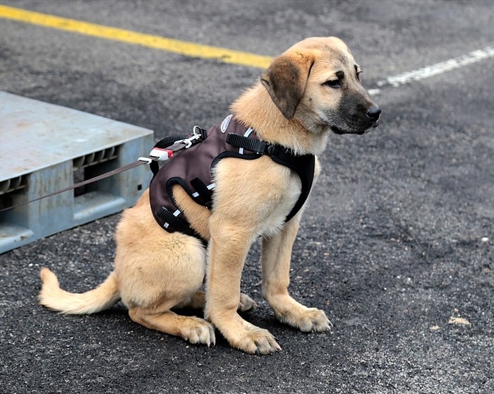 O Şimdi Stajyer İtfaiye Eri: Kuyu, Kurtarma Köpeği Olarak Yetiştirilecek!