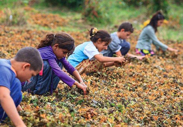 İstanbul, Ankara, Gaziantep ve Şanlıurfa da çocuk işçi ölümlerinde ilk sıralarda yer alıyor.