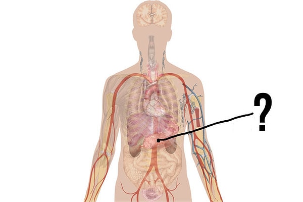 1. Ну что, готовы??? Тогда скажите-ка нам, что это за орган?
