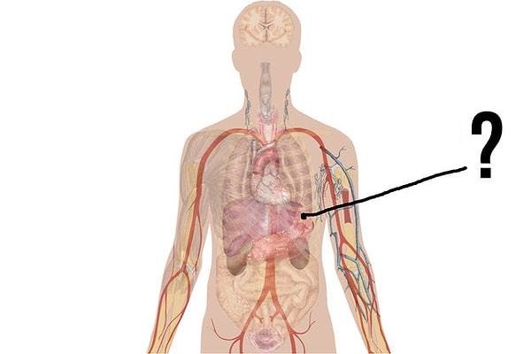 7. Какой это орган?