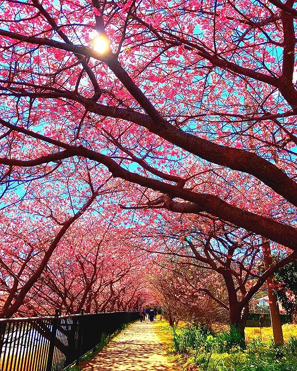 9. Сакура символизирует непостоянство красоты жизни, признание кармы и неизбежность смерти.