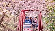 Эти магические фотографии цветущей сакуры в Японии просто завораживают!