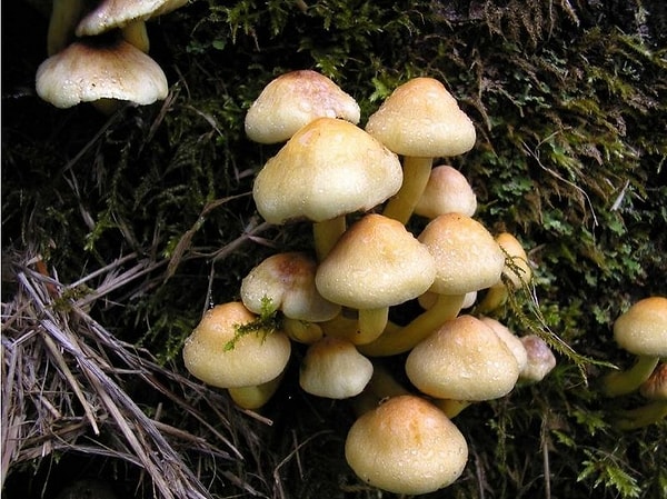 7. Этого достаточно, чтобы вы разрыдались?