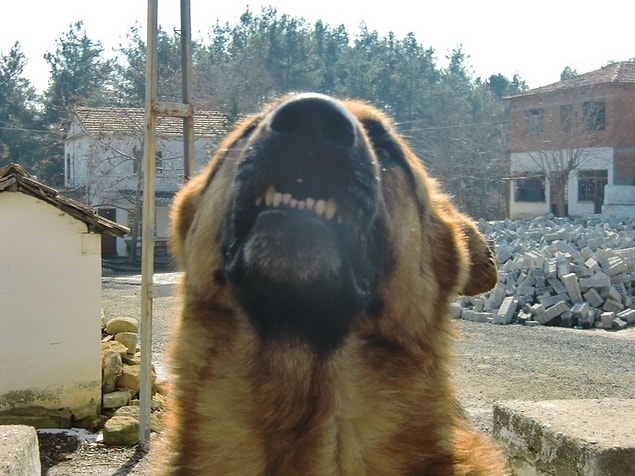 13. Köpekler korkutmasın seni; onlar sevimli dostlardır ve doğaları gereği havlarlar.
