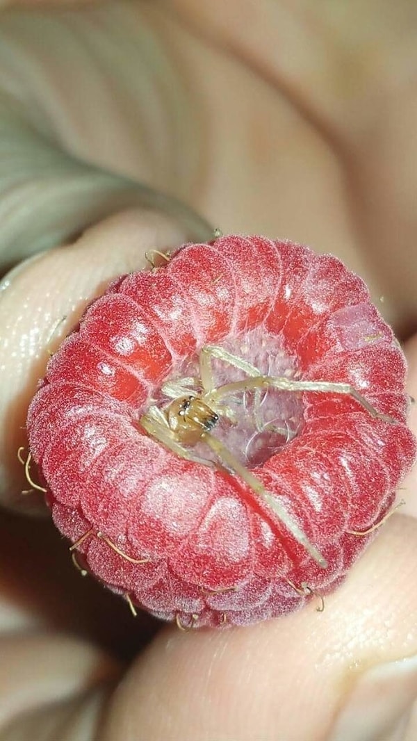 12. Всегда смотрите, что вы едите, иначе...