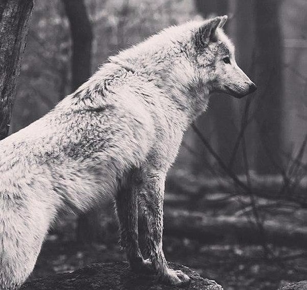 15. Тот, кто находит удовольствие в уединении, либо дикий зверь, либо Бог.