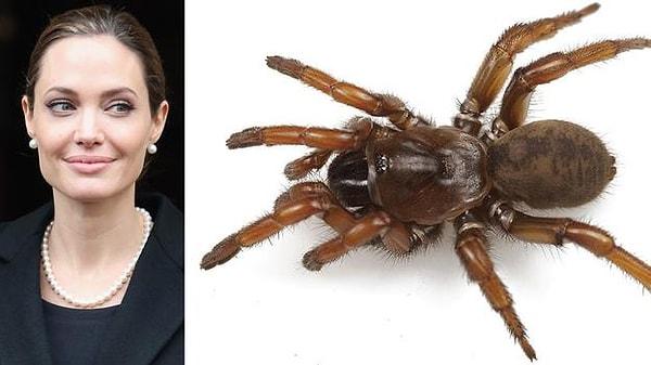 Zaten Jolie'nin arası örümceklerle gayet iyi; hatta isim annesi olduğu bir örümcek türü bile var: Aptostichus angelinajolieae!