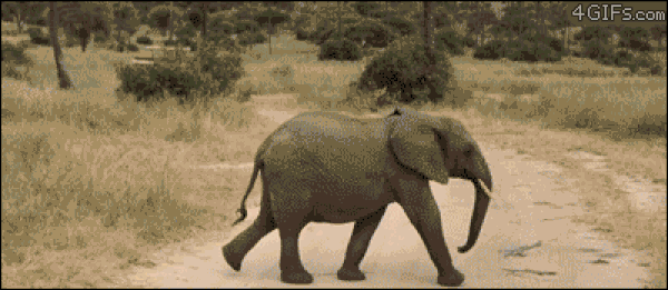 Слон гифка. Слоник гифка. Слоненок гифка. Слоненок бежит.