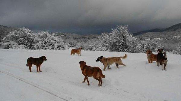 ⚠️Yakın kaynaklardan aldığımız haberlere göre Bolu'nun kayak merkezi Kartalkaya'da kardan donmaya bırakılmış birçok köpek bulunuyor.⚠️