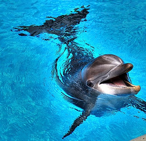 6. Тайра Бэнкс боится дельфинов