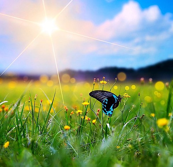 8. Николь Кидман боится бабочек