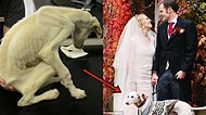 Dünyanın En Zayıf Köpeğiyken Onu Kurtaran Sahibinin Düğününe Şahit Olan Yavrucak