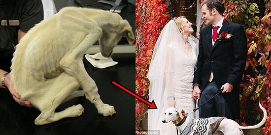 Dünyanın En Zayıf Köpeğiyken Onu Kurtaran Sahibinin Düğününe Şahit Olan Yavrucak