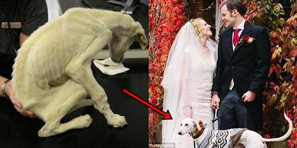 Dünyanın En Zayıf Köpeğiyken Onu Kurtaran Sahibinin Düğününe Şahit Olan Yavrucak