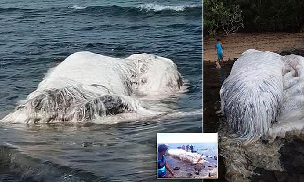 Bilim İnsanları Açıkladı! Filipinler'de Karaya Vuran Beyaz Tüylü Dev Canavarın Sırrı