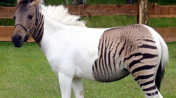 4. "Что это, если не неумелый фотошоп", - скажете вы и ошибетесь