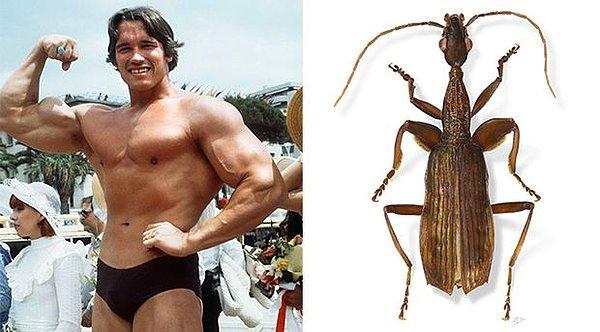 3. Agra schwarzeneggeri isimli böcek de şişkin kollarıyla bir ünlüyü anımsatarak ismini aldı.