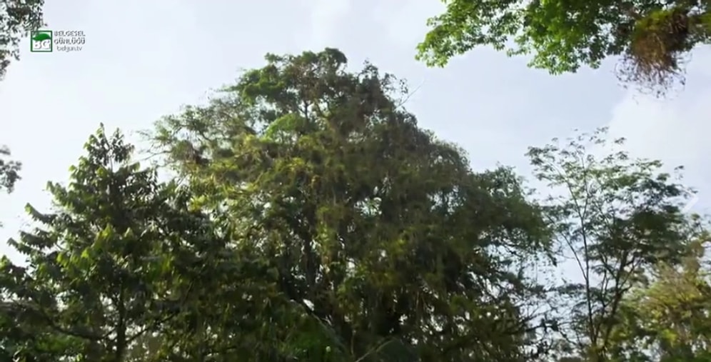 Derin Ormanlarda Işık Savaşına Tutuşan Bitkiler