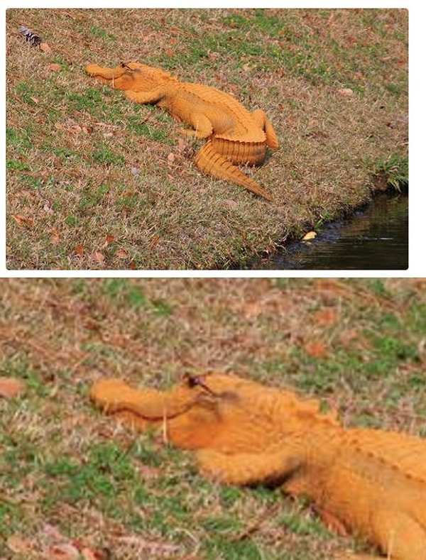 4. Этот аллигатор выглядит подозрительно круто.