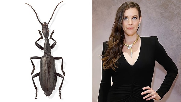 2. Agra liv и Лив Тайлер