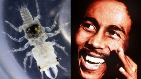 8. Кровососущее насекомое-паразит Gnathia marleyi и Боб Марли