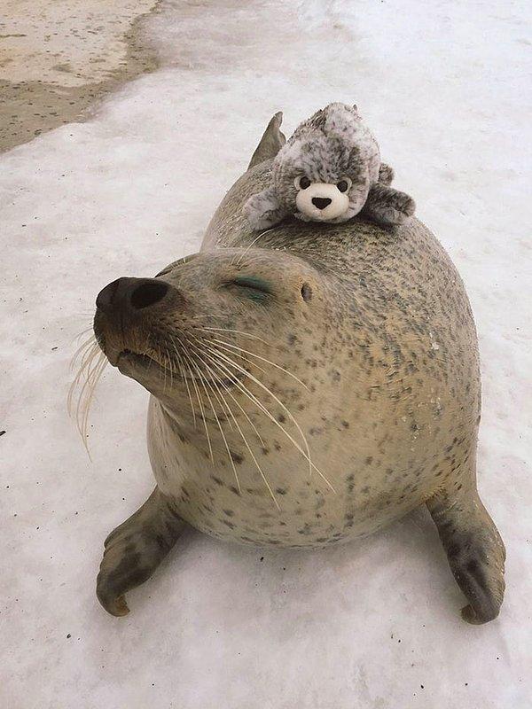 Hayvanat bahçesi çalışanları bu sevgi dolu foka, kendisinin peluş versiyonunu verince o da ne yapacağını şaşırmış!