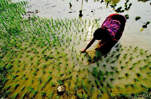 1. Pirinç tarlalarını bilirsiniz. Aslında pirinç bu kadar suya ihtiyaç duymaz.