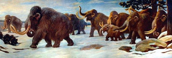 Tüylü mamutların hayatta kalan son bireyleri, 4000 yıl önce Wrangel Adası'nda dünya tarihinden sessizce silinip gitmişti.
