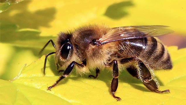 Ученые до сих пор не знают механизма полета пчелы