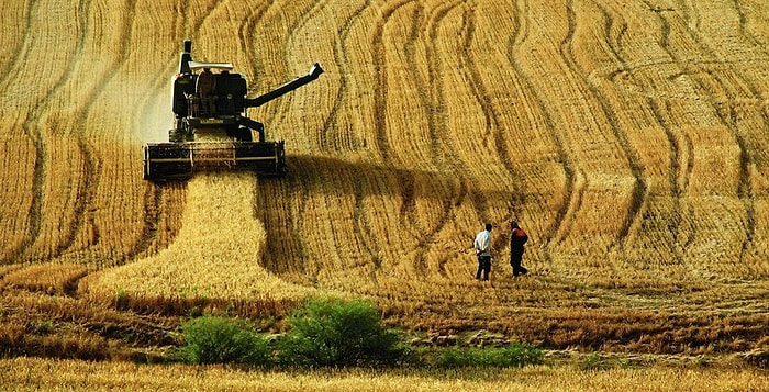 Ekmek İçin 'Bir O Kalmıştı' Dedirten ve Korkutan İddia: Kanser Riski