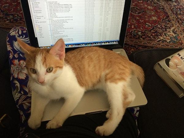 5. Bilgisayarda çalışırken sizin işinizi yapmanıza izin vermezler. Bilgisayar kedilerin en büyük düşmanıdır!