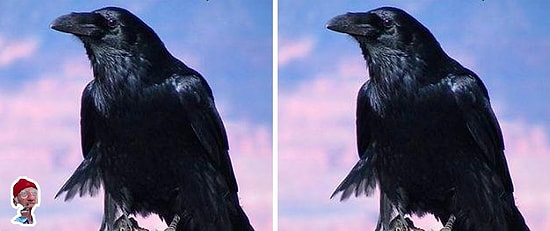 99% людей не видят разницу! 8 вещей, которые все путают со школы