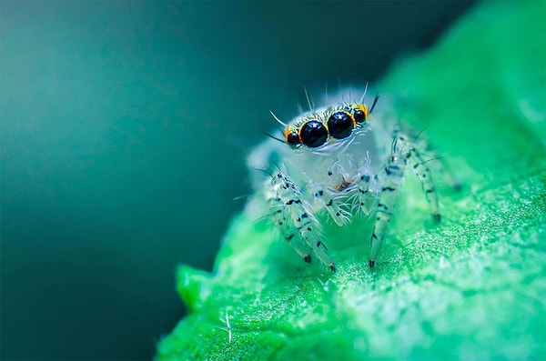 4. Паук-скакун, Md Rashuidul Rabby, 24 года, Бангладеш