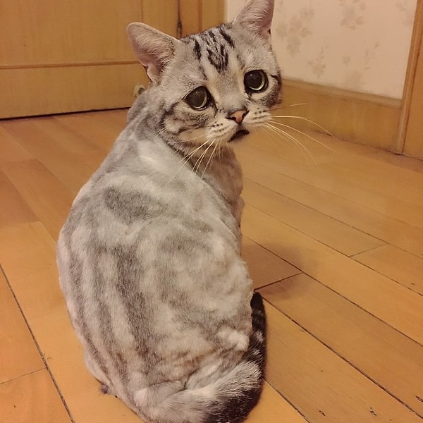 10. Плохо обращаться с животными