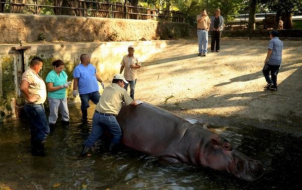 Bu işkencelere özellikle aslan ve hipopotamlar maruz kalıyor. Hatta geçtiğimiz haftalarda bir hipopotam başka bir hayvanat bahçesinde taşlanarak öldürülmüştü.
