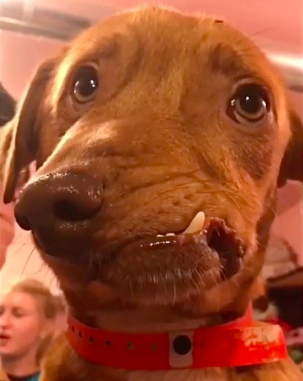 Посмотрите, какие у него добрые глаза!