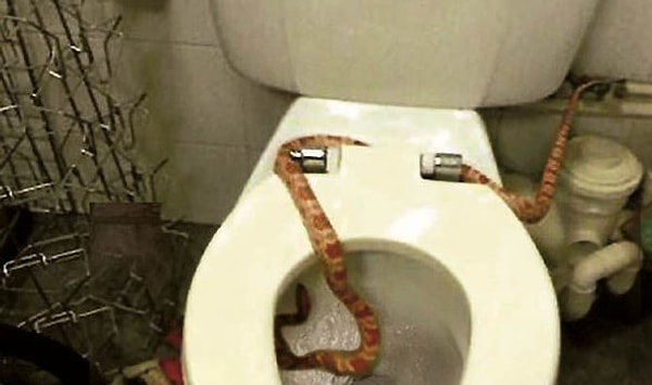 10. Прежде чем усесться на унитаз в Австралии, лучше проверить все дважды, а лучше трижды