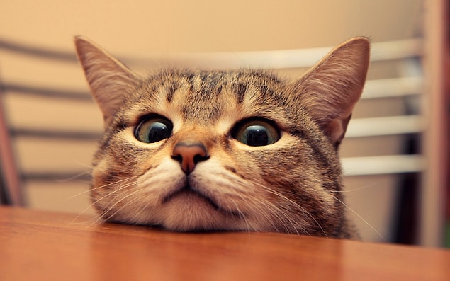 Senin ruh eşin kedi çıktı!